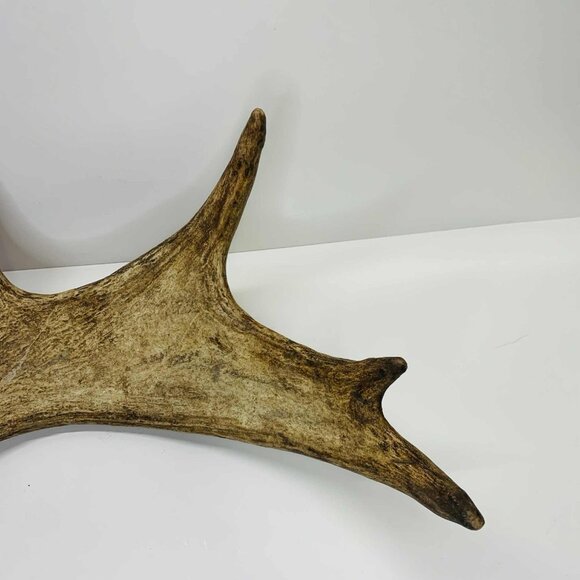 NATURALLY SHED WILD MOOSE ANTLER (HORN, KNIFE, CARVING, CHEW, TAXIDERMY) - Picture 8 of 11